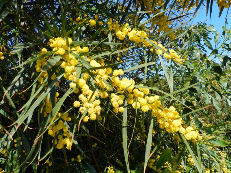 Acacia retinodes ??